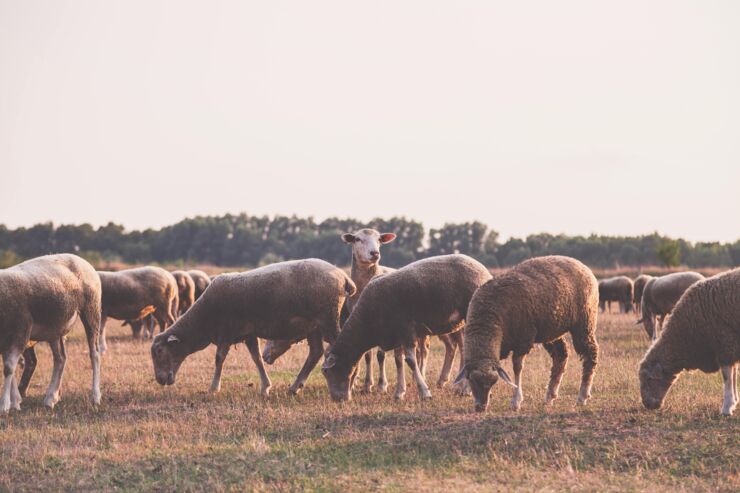 Sheep eating in a paddock
