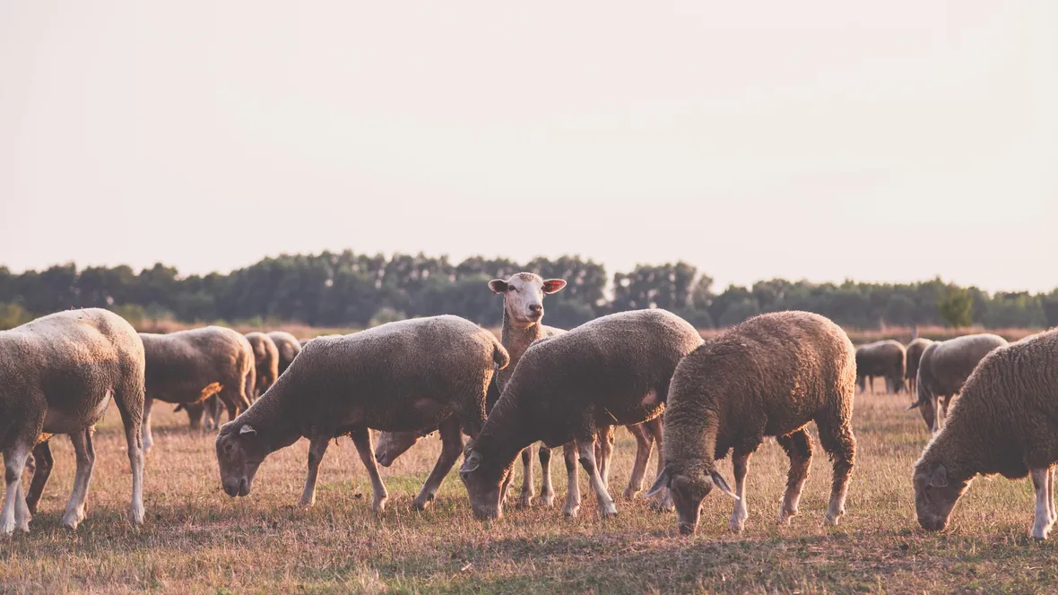 Sheep eating in a paddock