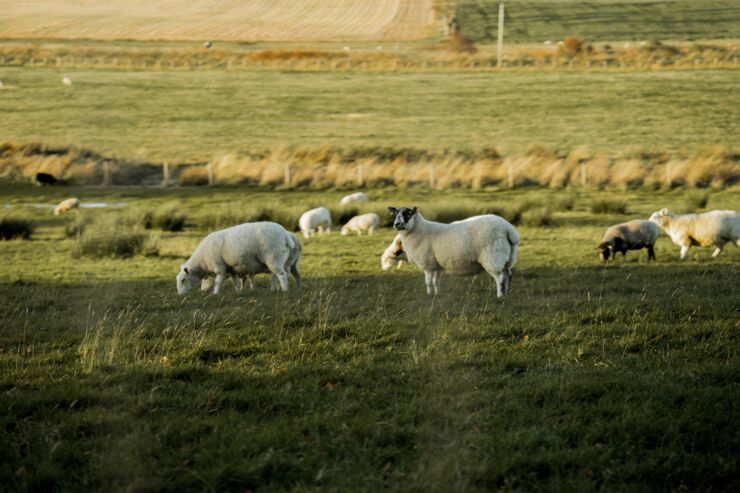 Sheeps eating in green grass