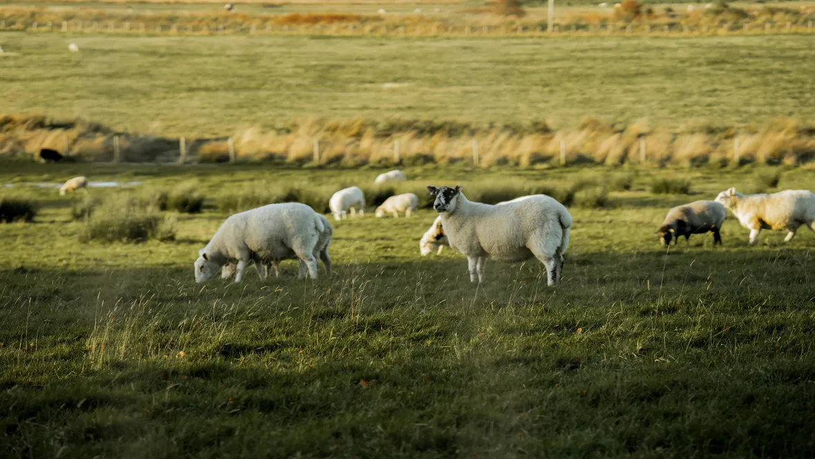 Sheeps eating in green grass