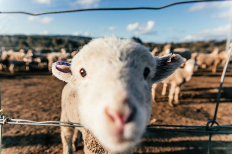 Curious sheep