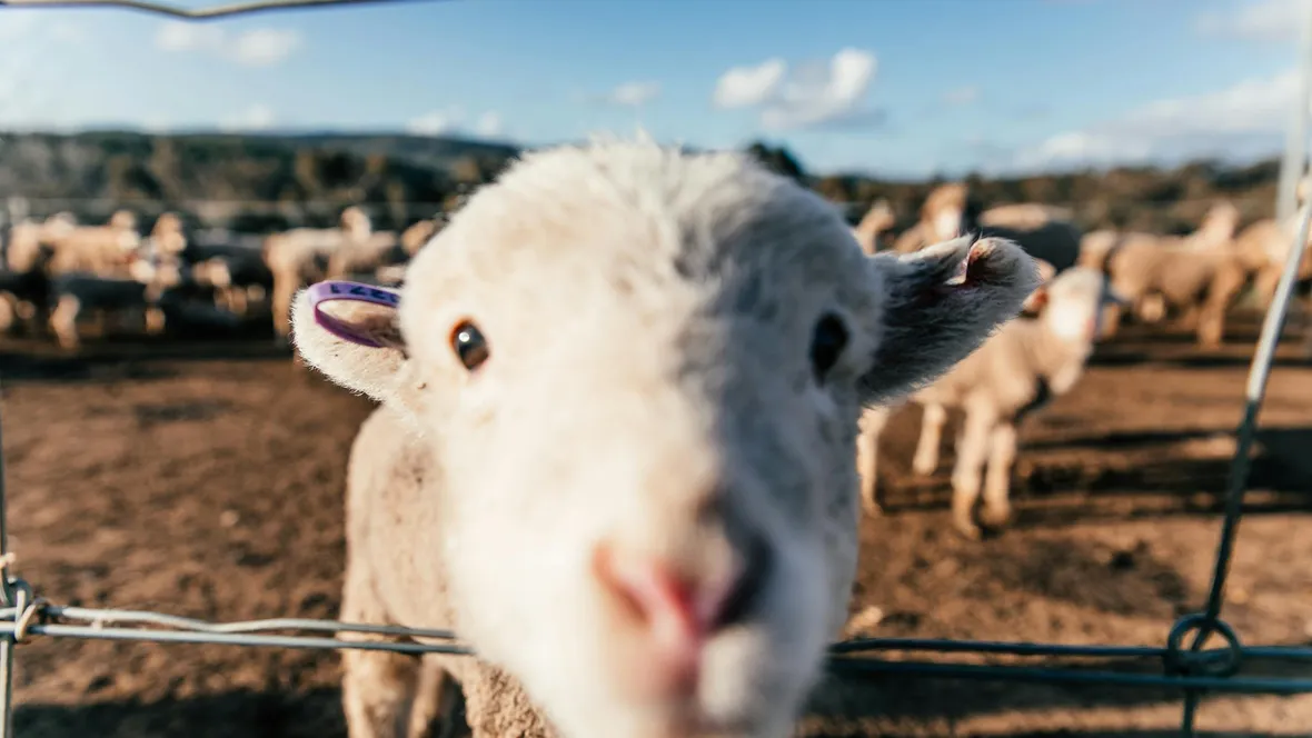 Curious sheep