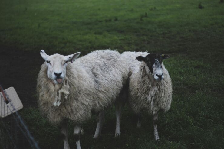 Sheep in pairs