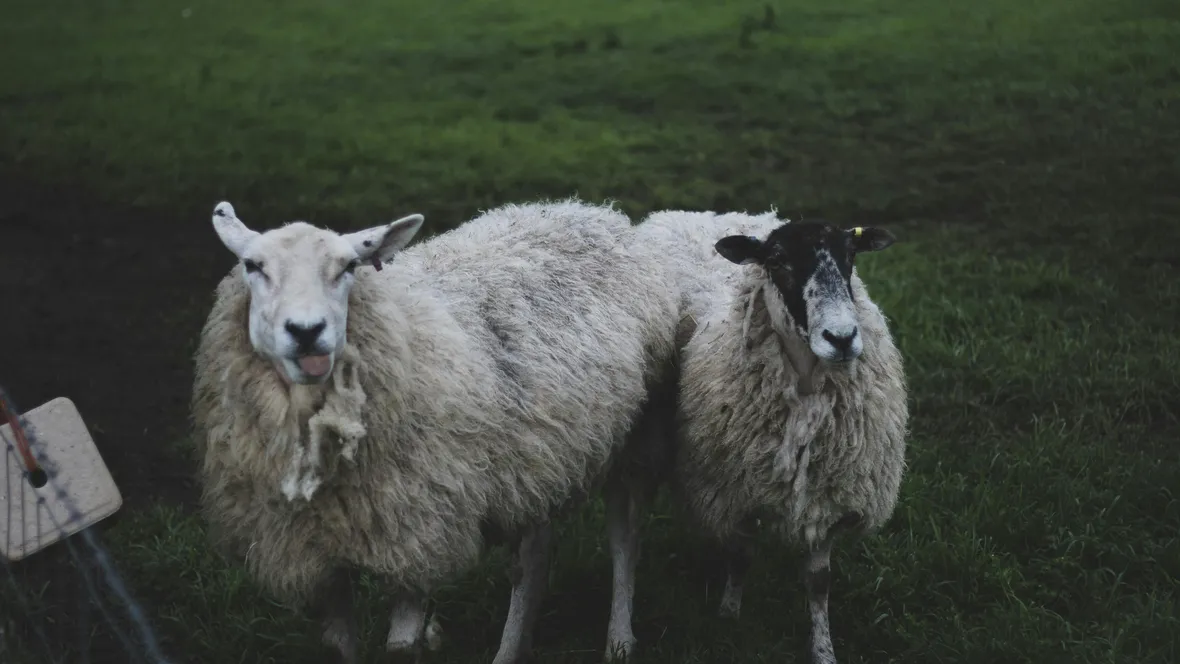 Sheep in pairs