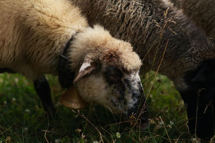 Closeup on sheep eating grass