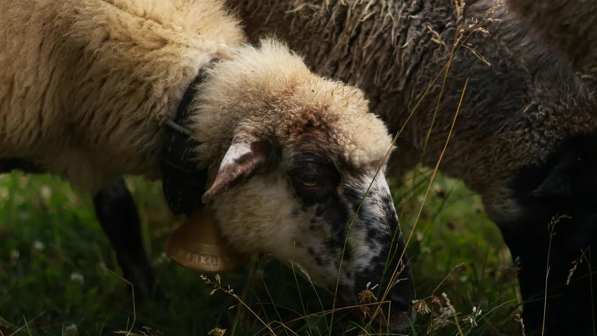 Closeup on sheep eating grass