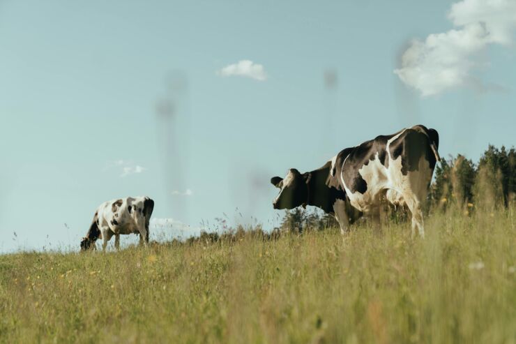 Cows on summer grazing