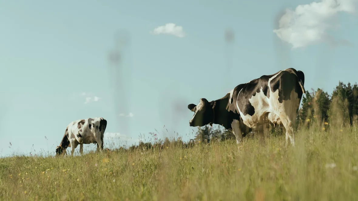 Cows on summer grazing