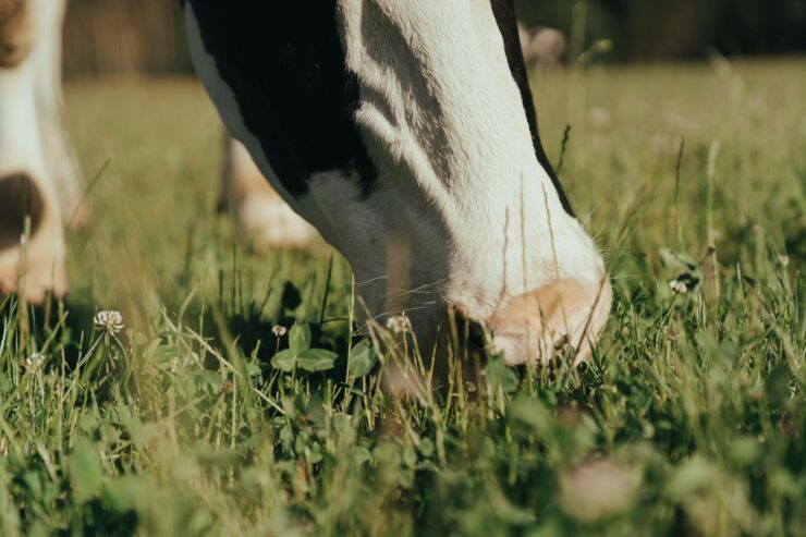 Close-up of a cow